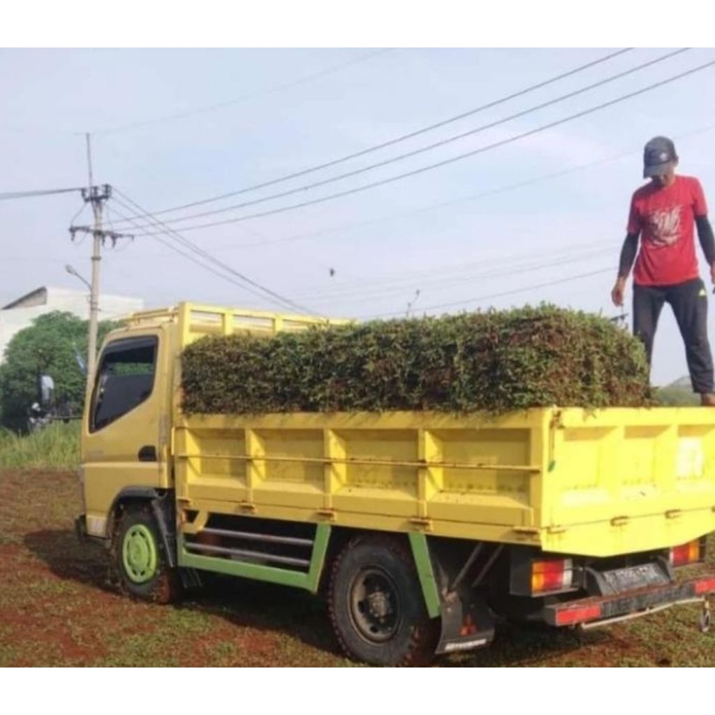Rumput Gajah Biasa, Gajah Paitan 1 engkel Qty 130+ meter