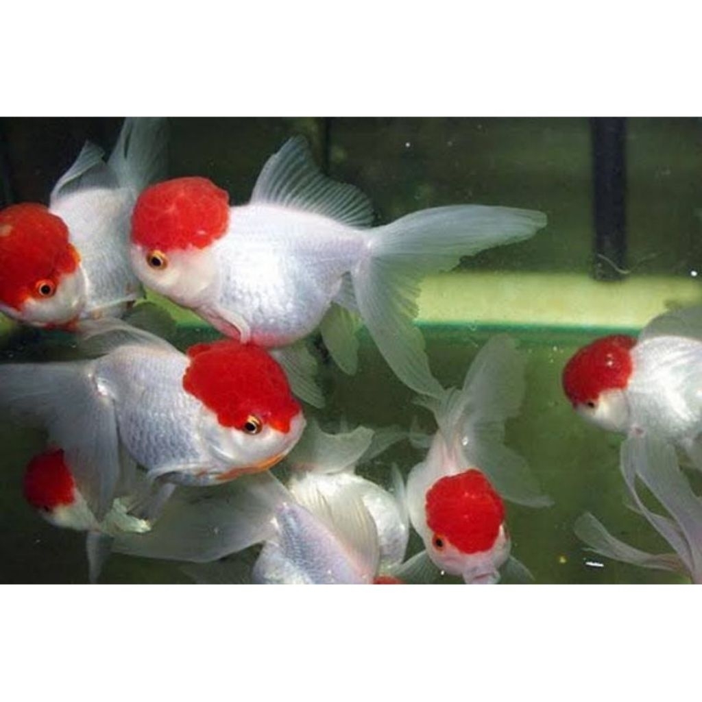 ikan hias koki oranda red cap / jambul merah size M
