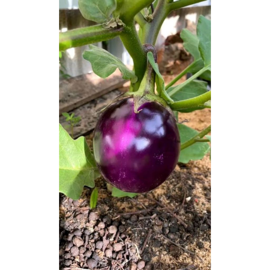 bibit terong pondoh/terong bulat /terong besar /terong ungu 15 biji