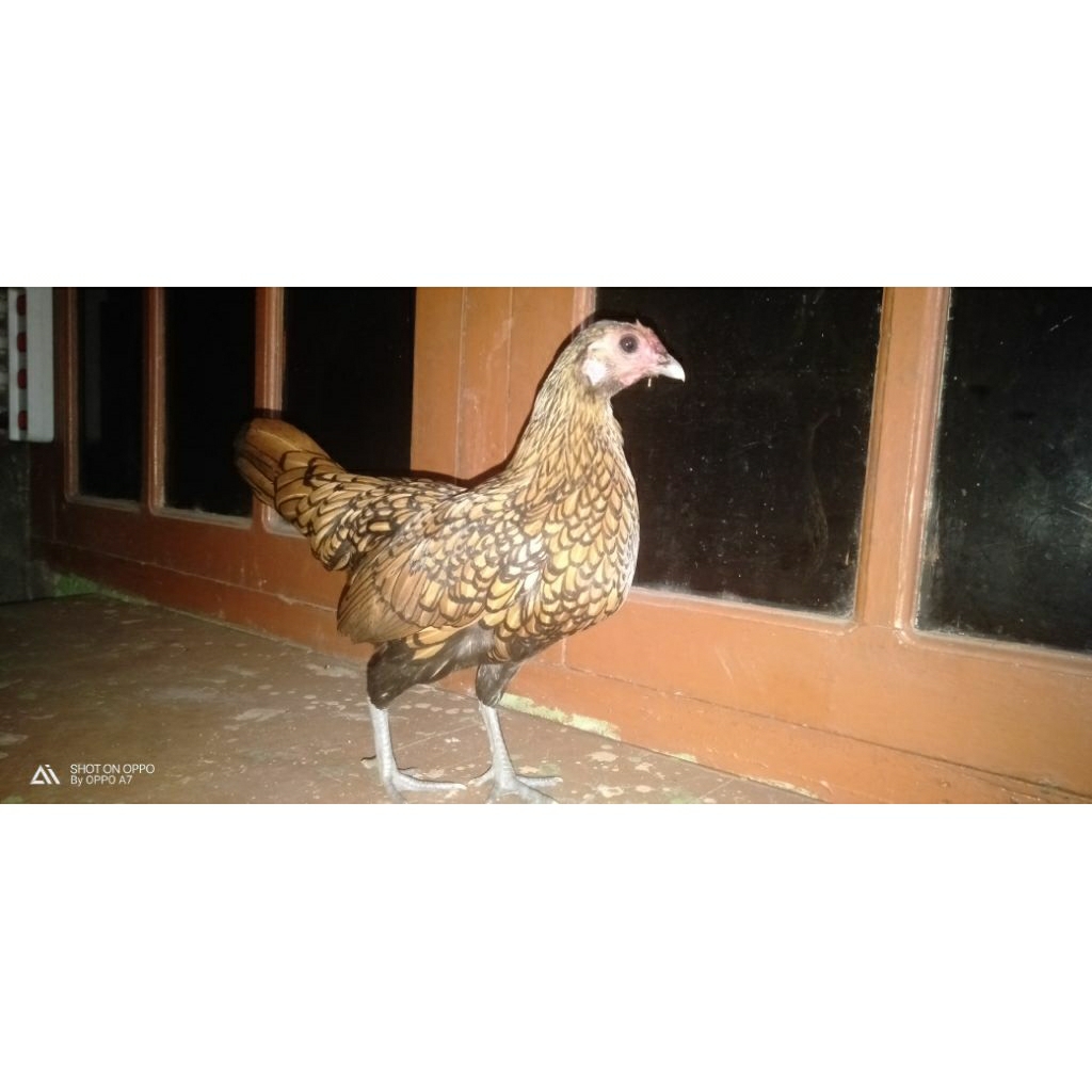 Ayam Hias Kate Batik Kanada Umur 6 - 7 Bulan