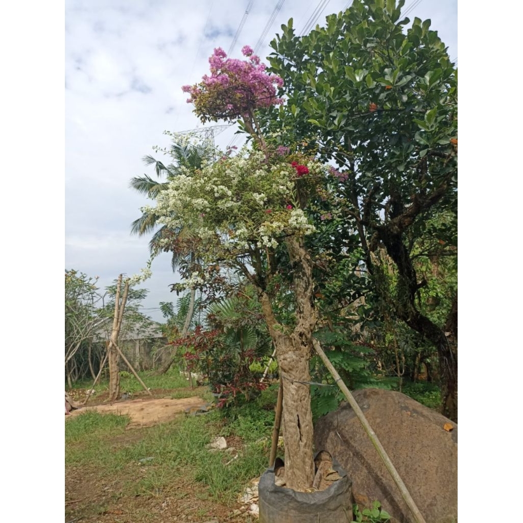 TERBAIK Bunga Bugenvil, Bunga kertas, Bonsai Bugenvil 3 varian bunga