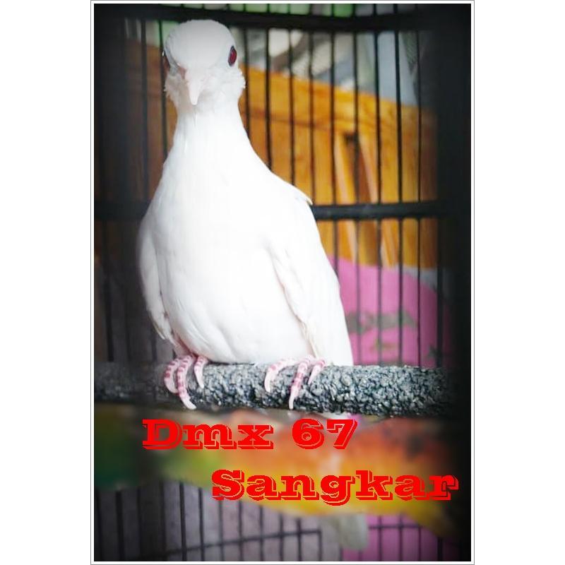 Burung Perkutut Putih Mata Merah