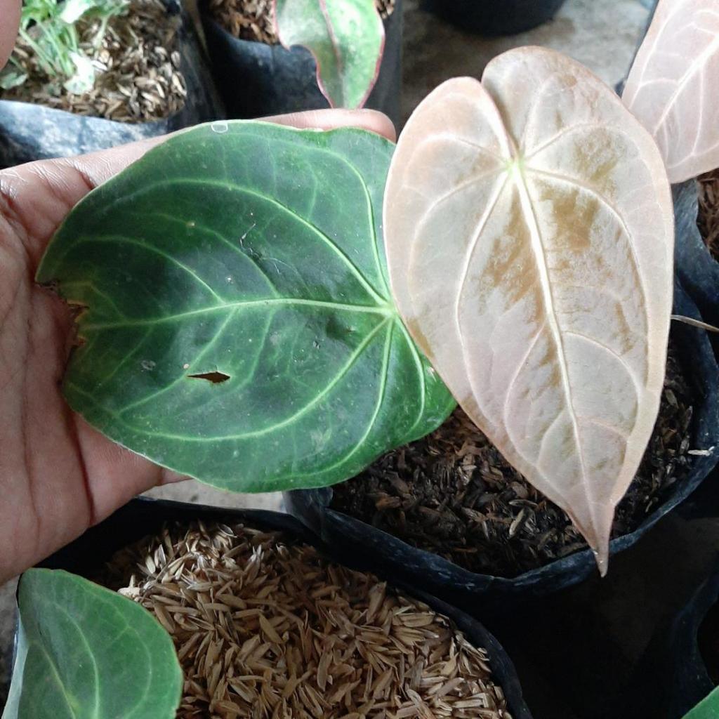 kuping gajah magnificum verde / 1-2 daun