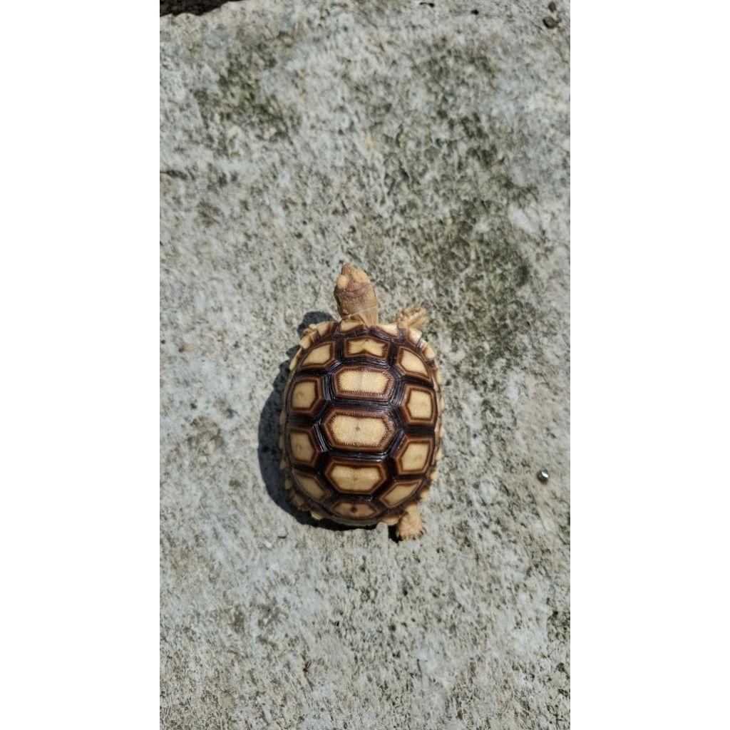 Mainan Sulcata 7cm Dotless