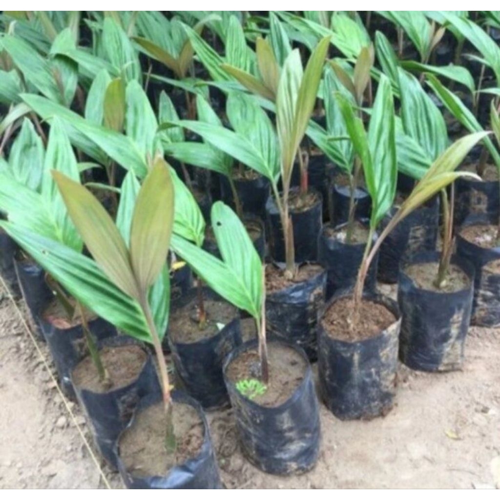 Bibit pohon salak super,salak pondoh siap tanam