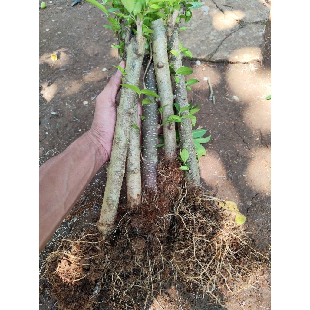 bahan bonsai cangkokan anting putri