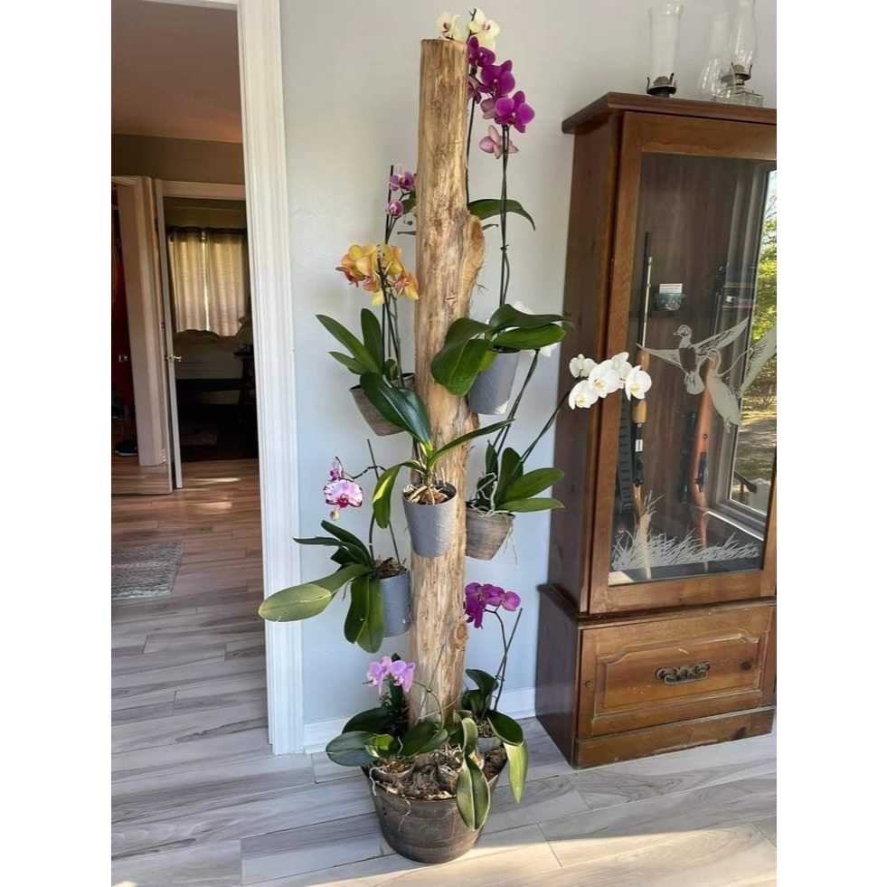 bonggol kayu kopi asli/media tempel anggrek/tinggi 135cm sudah pake pot coran redii/siap kirim