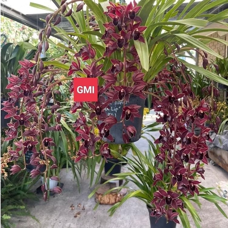Anggrek Tanah Cymbidium wangi ( Black Lips )