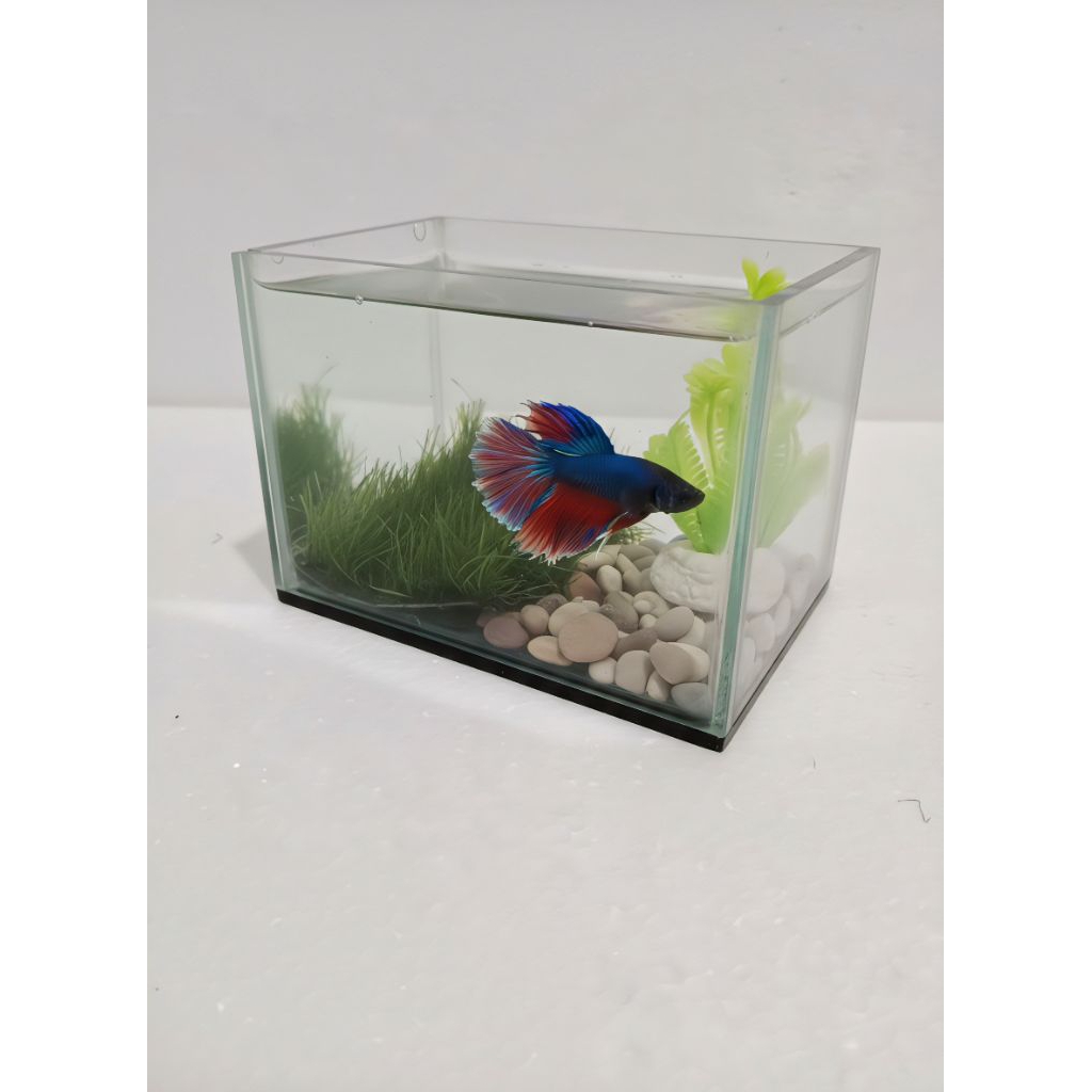 Soliter kaca 15*10*10 PLUS HIASAN // Aquarium minimalis // Aquarium cupang // Aquarium kaca // Solit