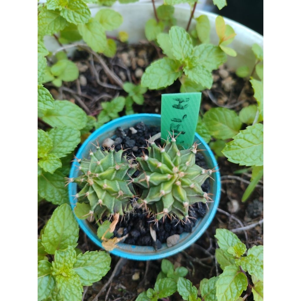 Tanaman hias kaktus gymno miha Starfire double head