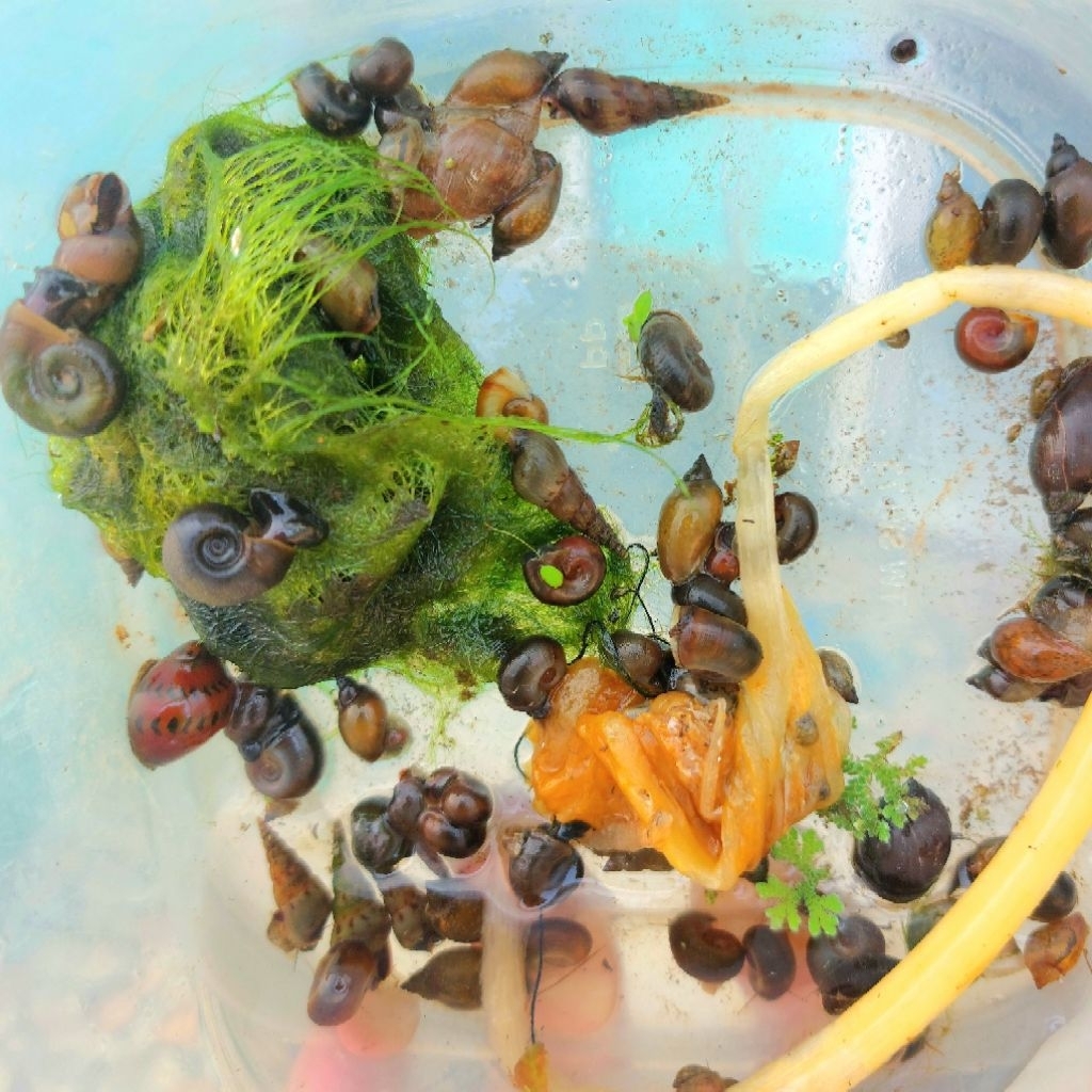 Hiasan Akuarium, Aquascape KeONG mas sawah, kuning coklat + Tanaman air