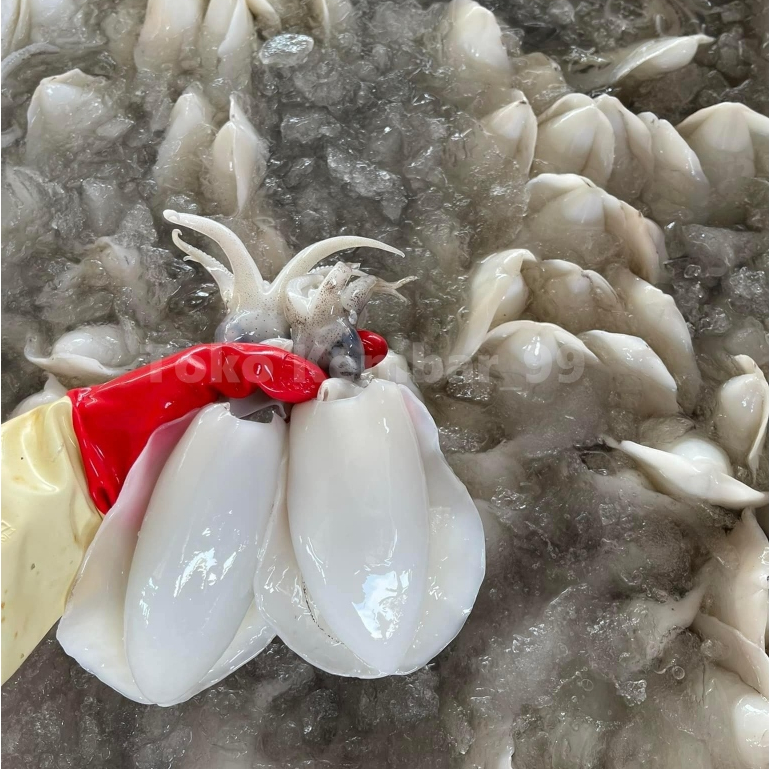 Cumi Semampar Segar Cumi Semampar 1Kg Cumi Basah Segar