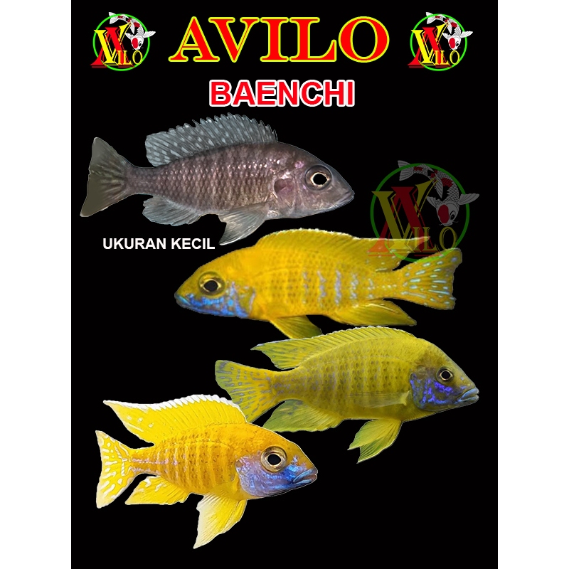 ojek ikan yellow baenchi baenschi afrika siklid siklit ciclid size kecil ( sudah mulai  berwarna )
