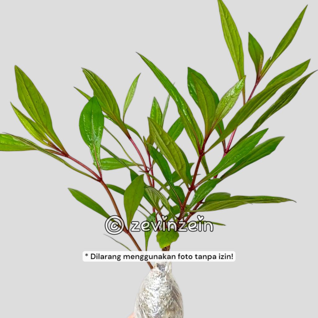 Bibit Prasman / Genjik Bercabang Rimbun BERAKAR SIAP TANAM - HERBAL REMPAH SEGAR