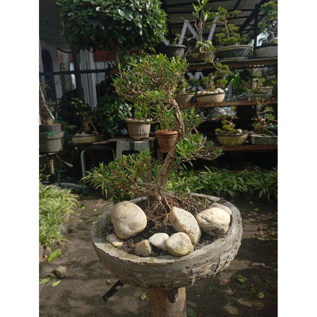 Bonsai Boxus siap pajang