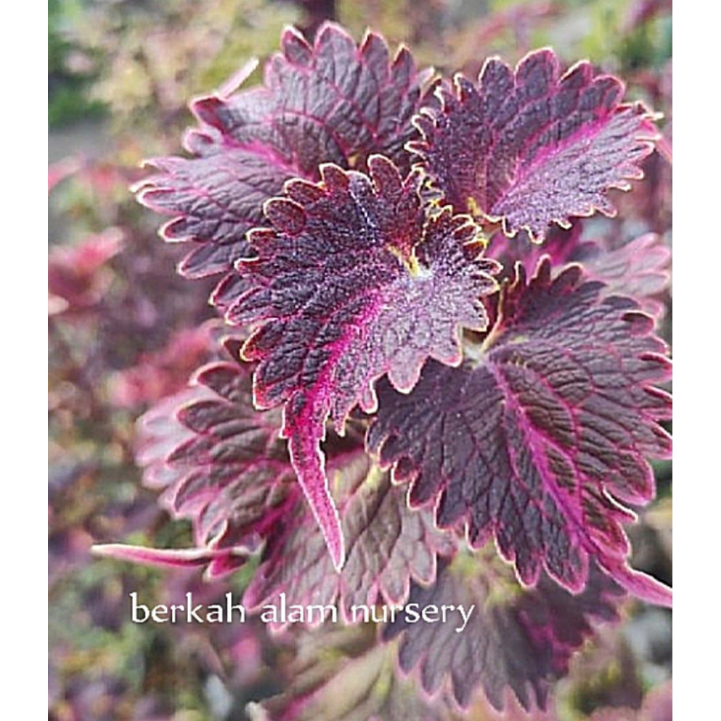 Miana id Markonah//coleus//jawer kotok//