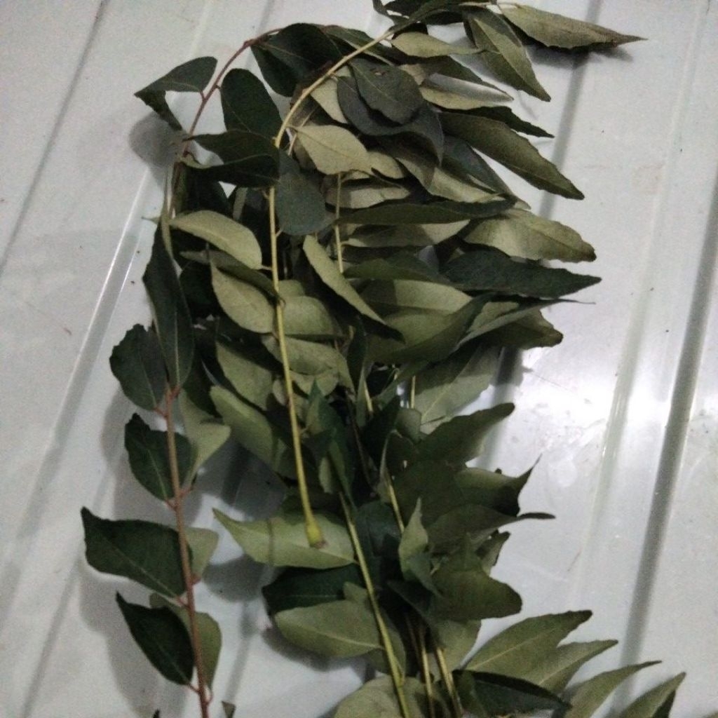 daun kari