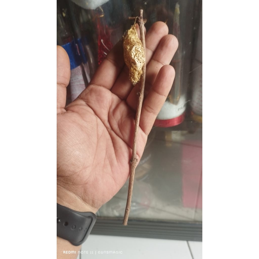 Barang antik/Barang unik/Kepompong