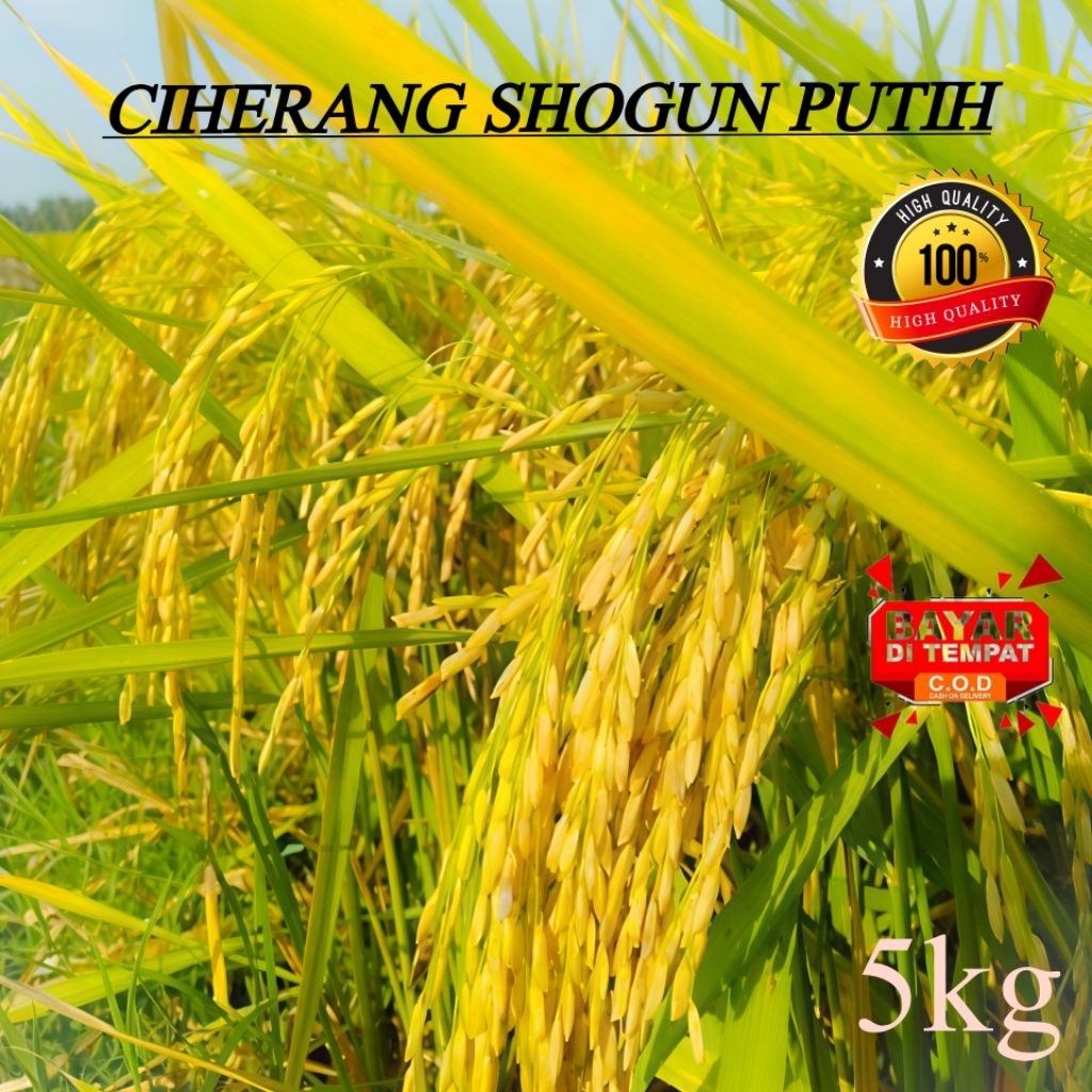 BIBIT BENIH PADI CIHERANG SHOGUN PUTIH KEMASAN 5KG