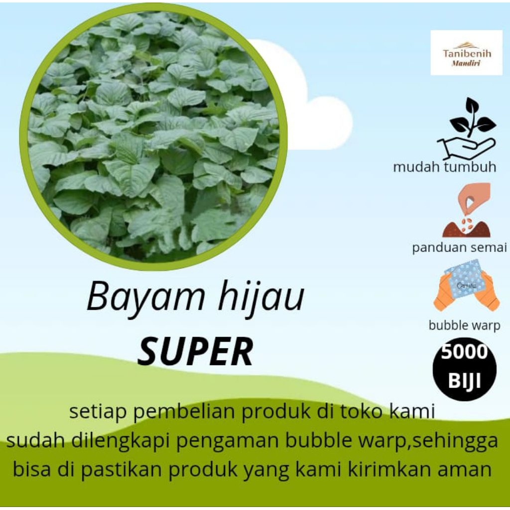 5000 Biji Benih Bayam Hijau SUPER-TA FUNG
