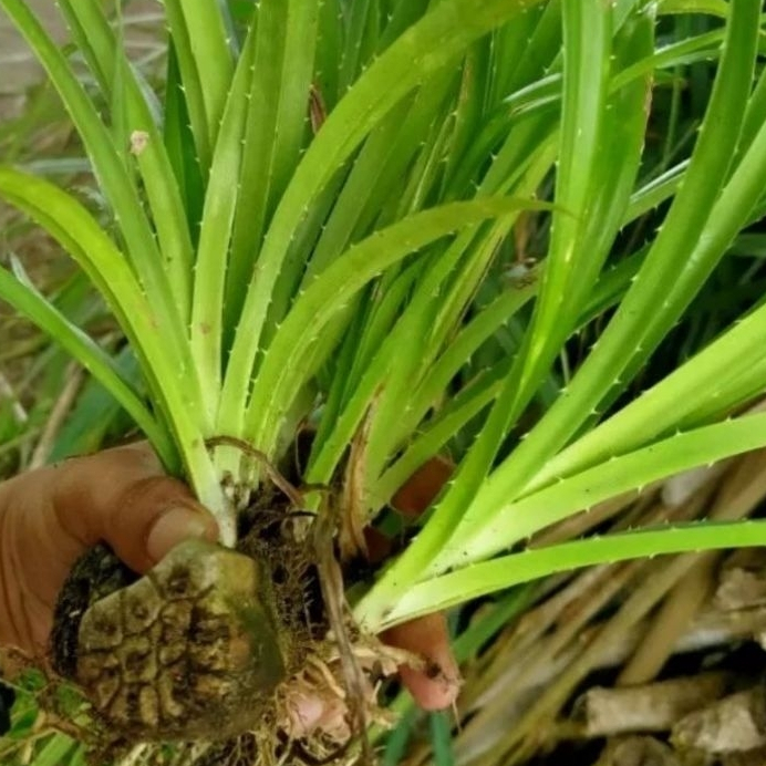 Pohon Pandan Duri / Pandan Laut Segar Bibit Pandan Laut COD