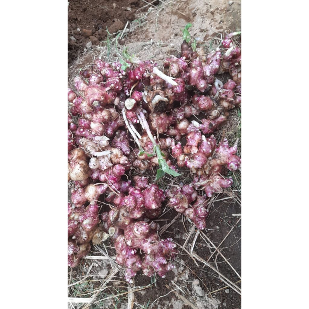 Rimpang ubi yakon / Bibit ubi yakon Wonosobo