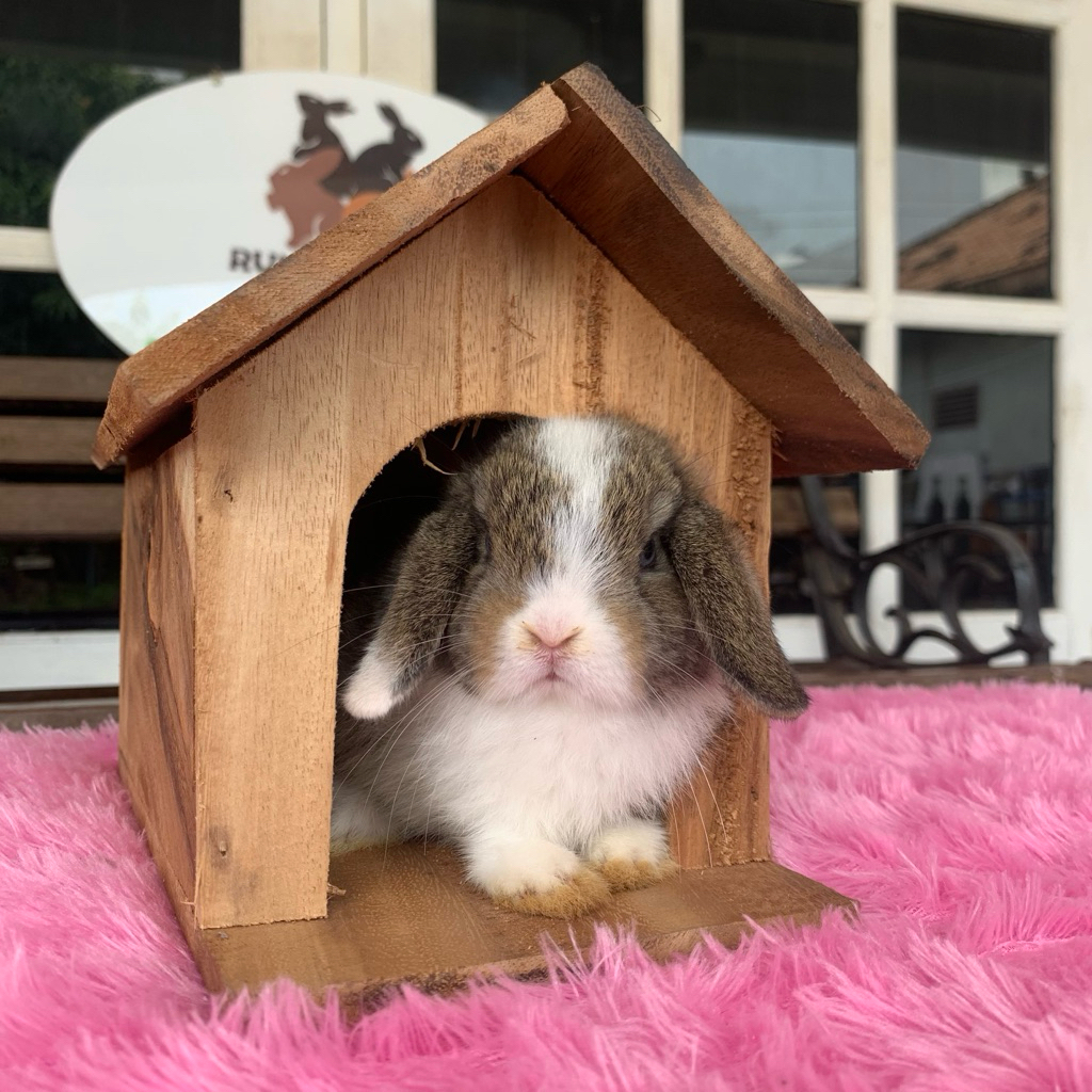 kelinci holland lop jantan 1