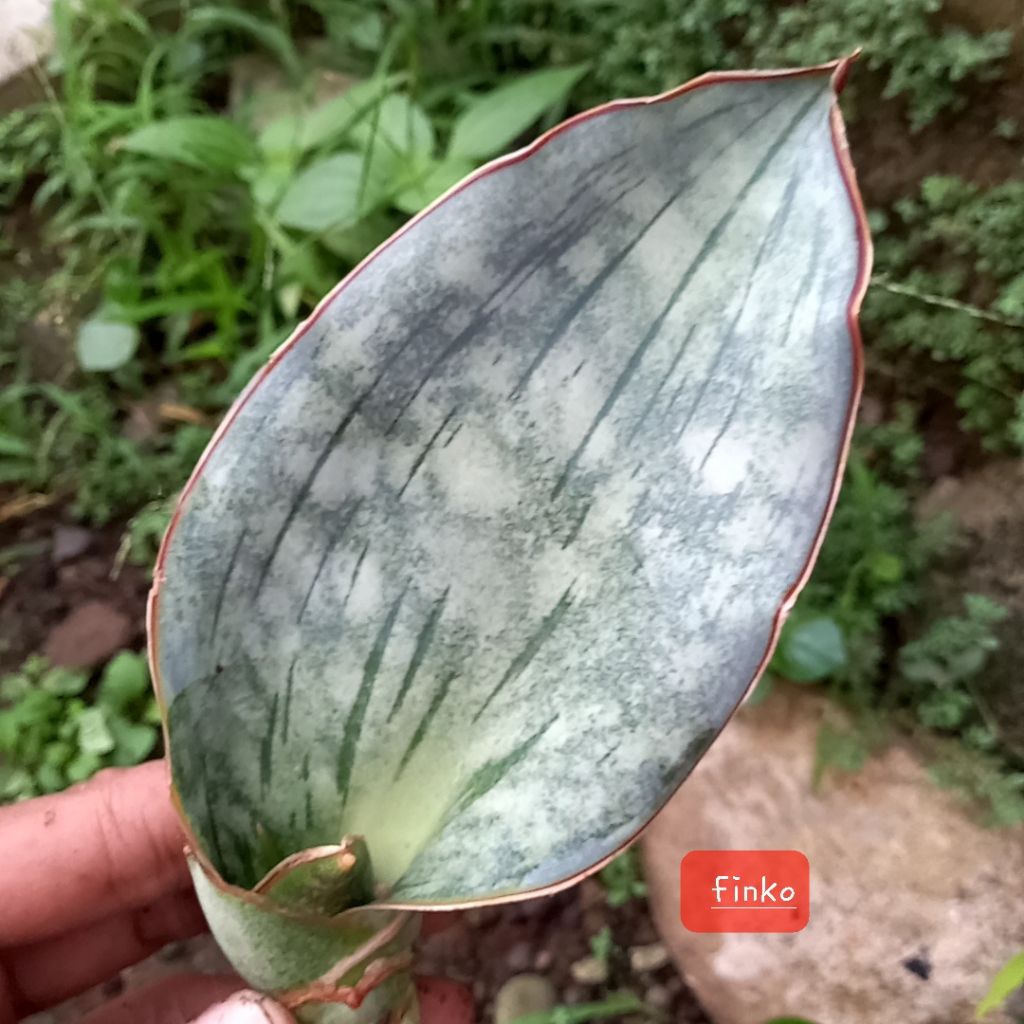 sansevieria ES. 22397. sp. east of Iringa, Tanzania