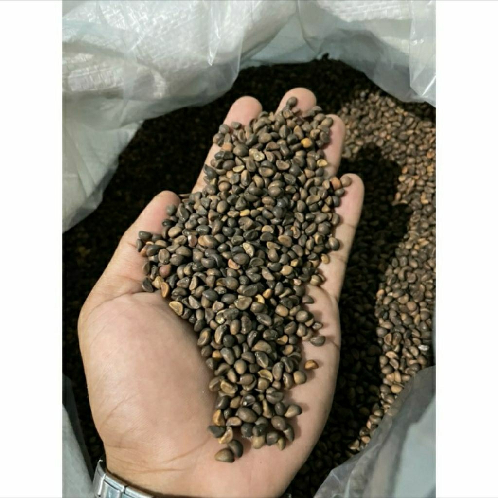 benih kangkung 1 kg murah