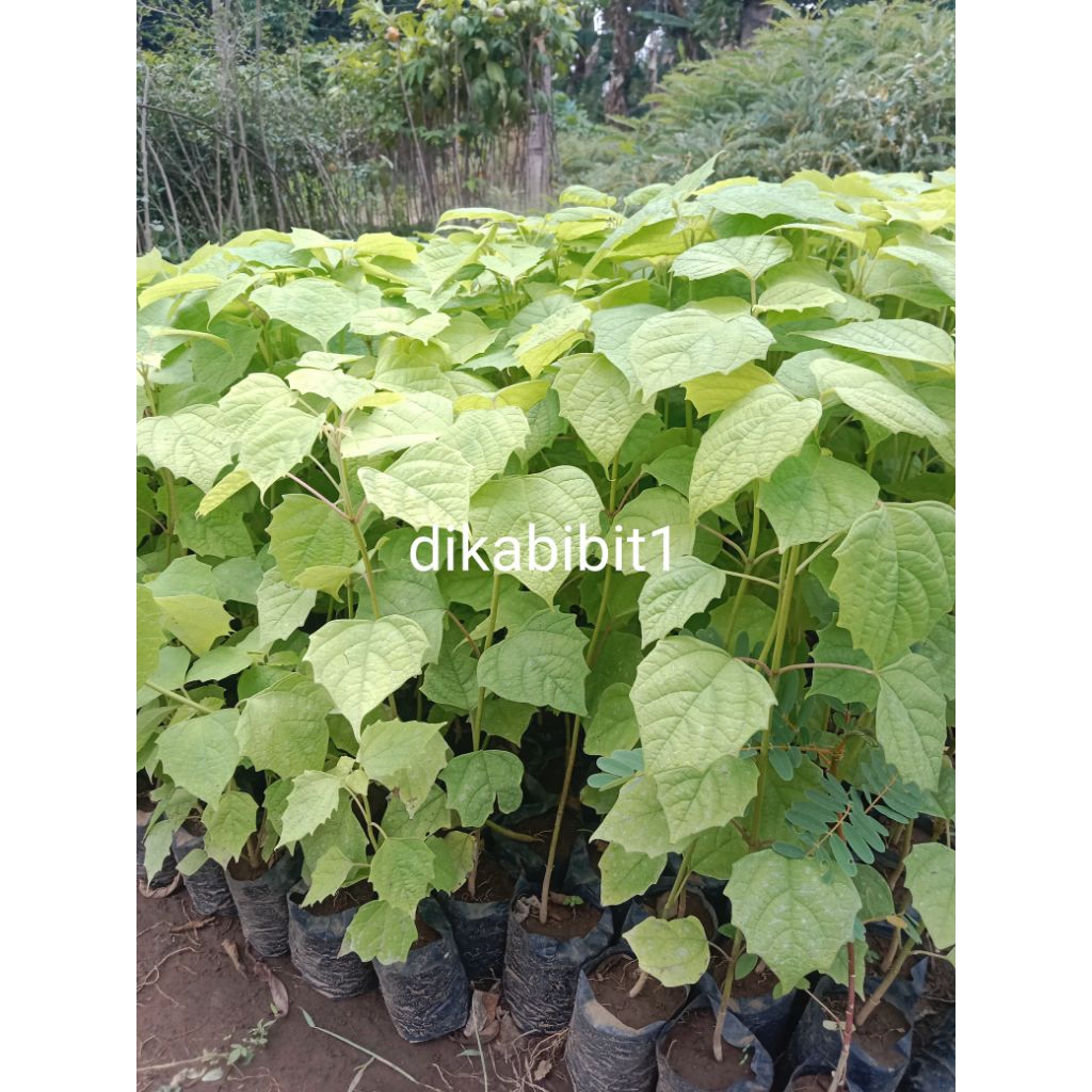 (BELI 4 GRATIS 1) BIBIT GAMELINA/JATI PUTIH POHON JATI PUTIH