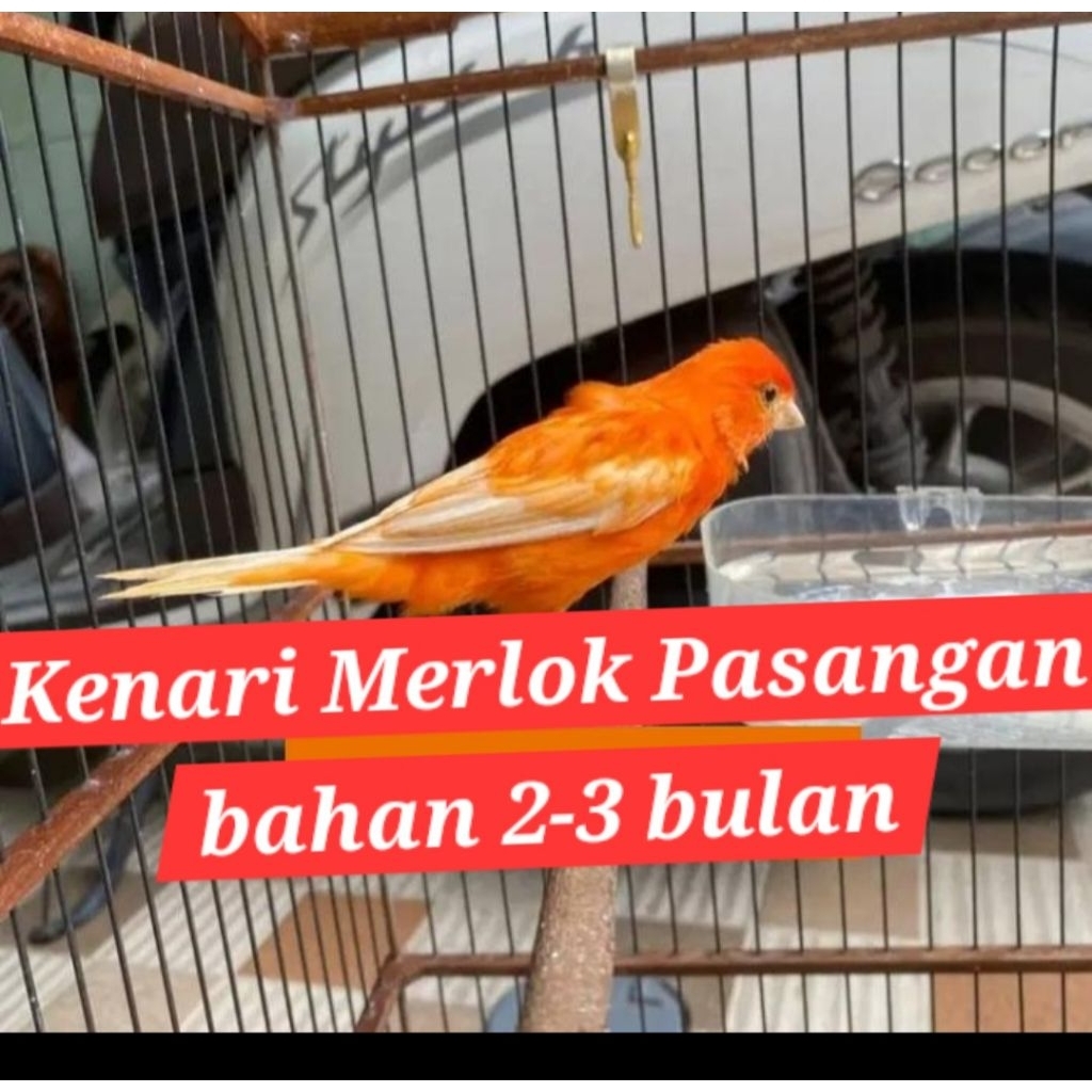 kenari merlok pasangan Merlok asli