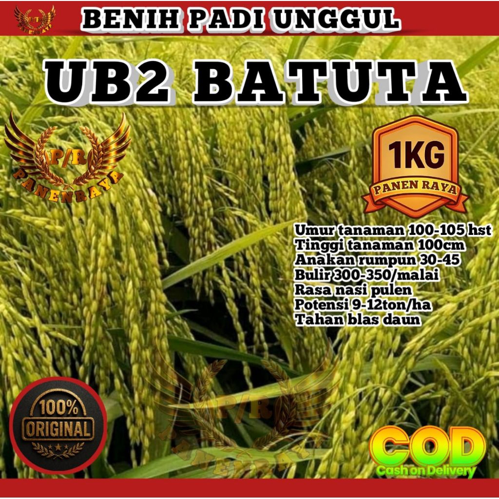 BENIH PADI UNGGUL UB2 BATUTA KEMASAN 1KG