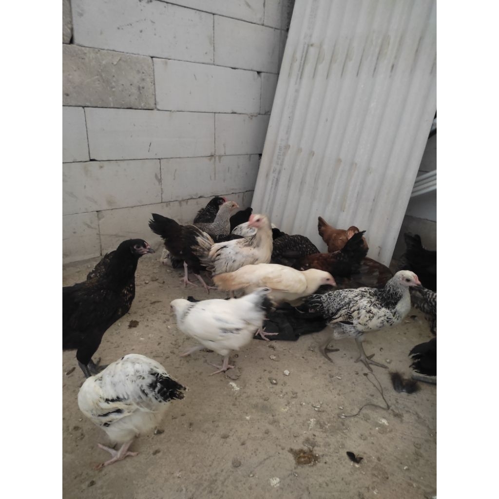 AYAM KUNTARA 4 ORI UMUR 4 BULAN SEHAT ( 1 jantan 4 betina)