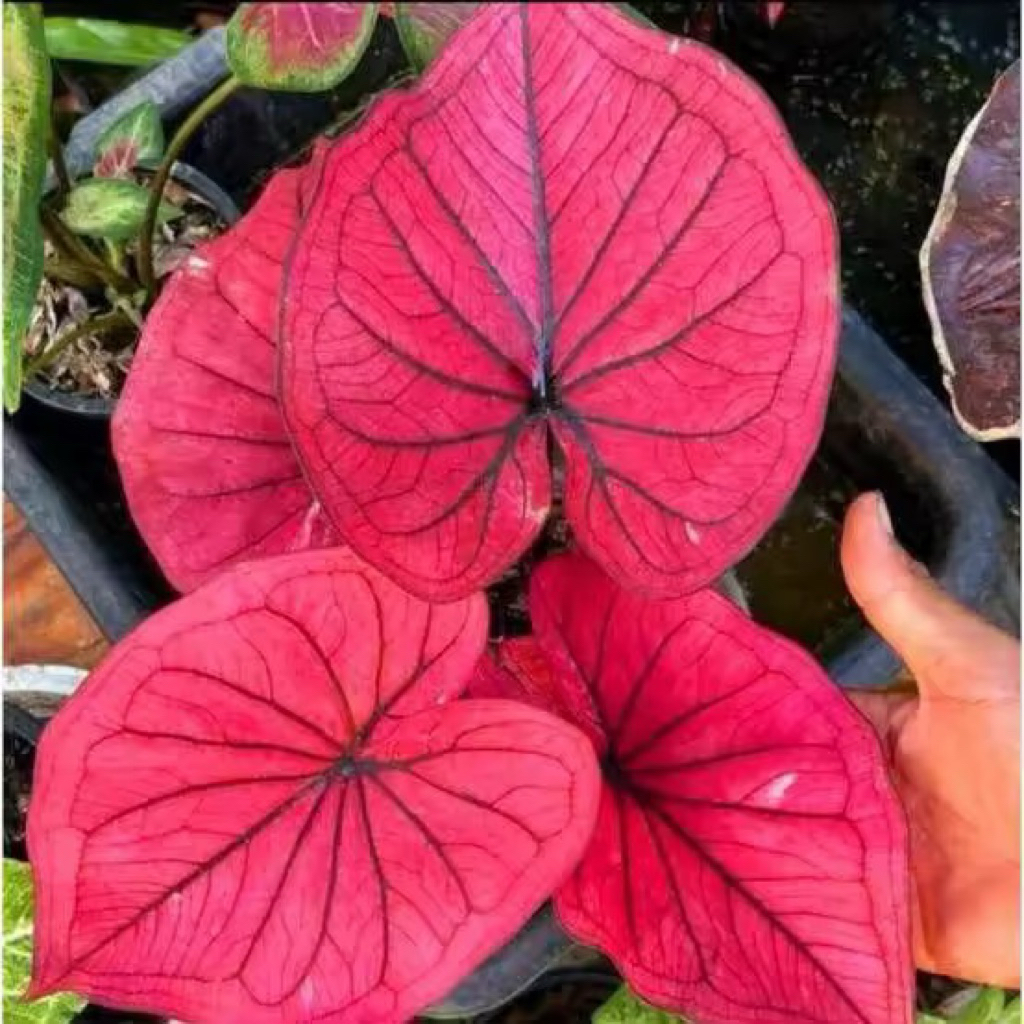 umbi Caladium thailand keladi thailand merah cantik siap kirim