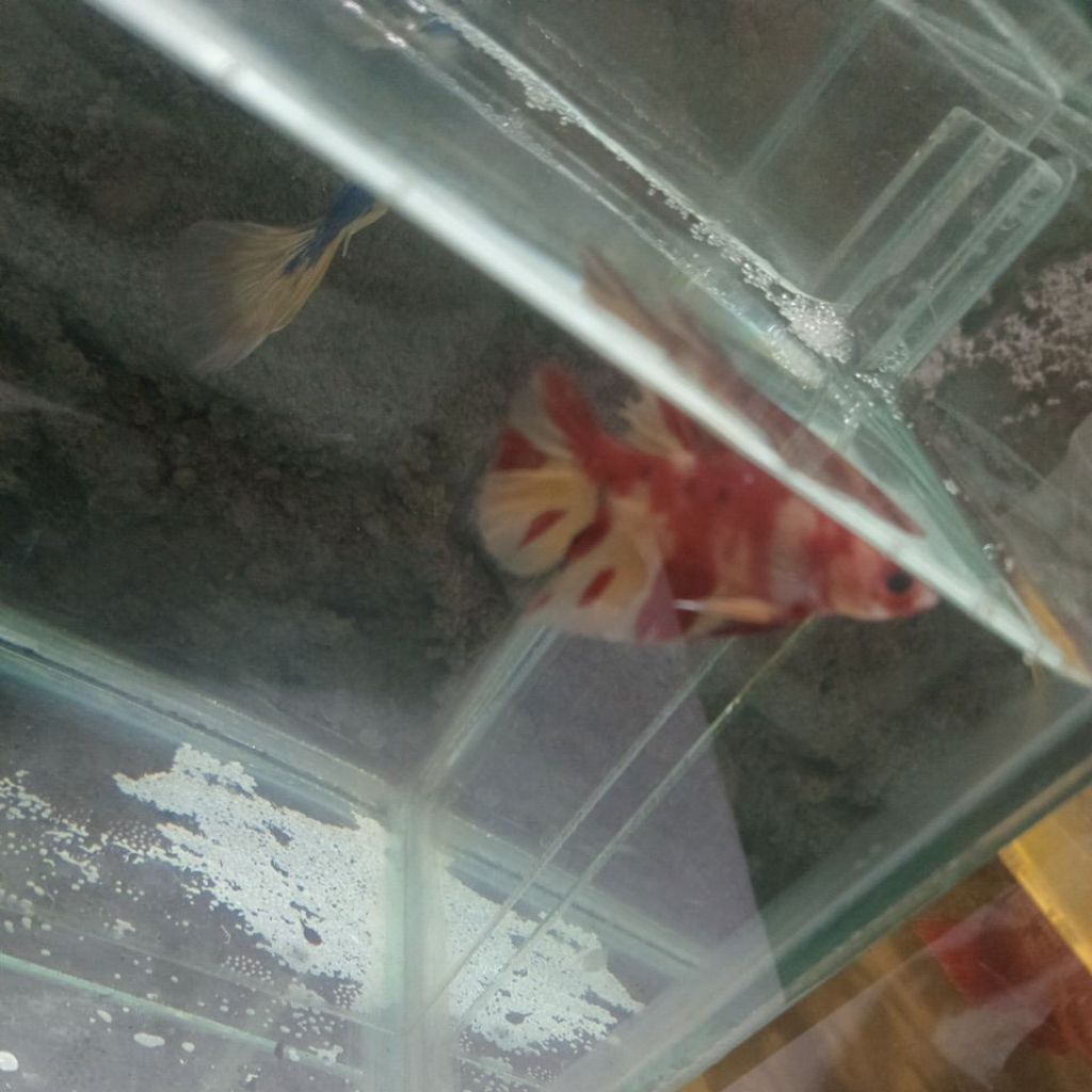 varian cupang nemo koi