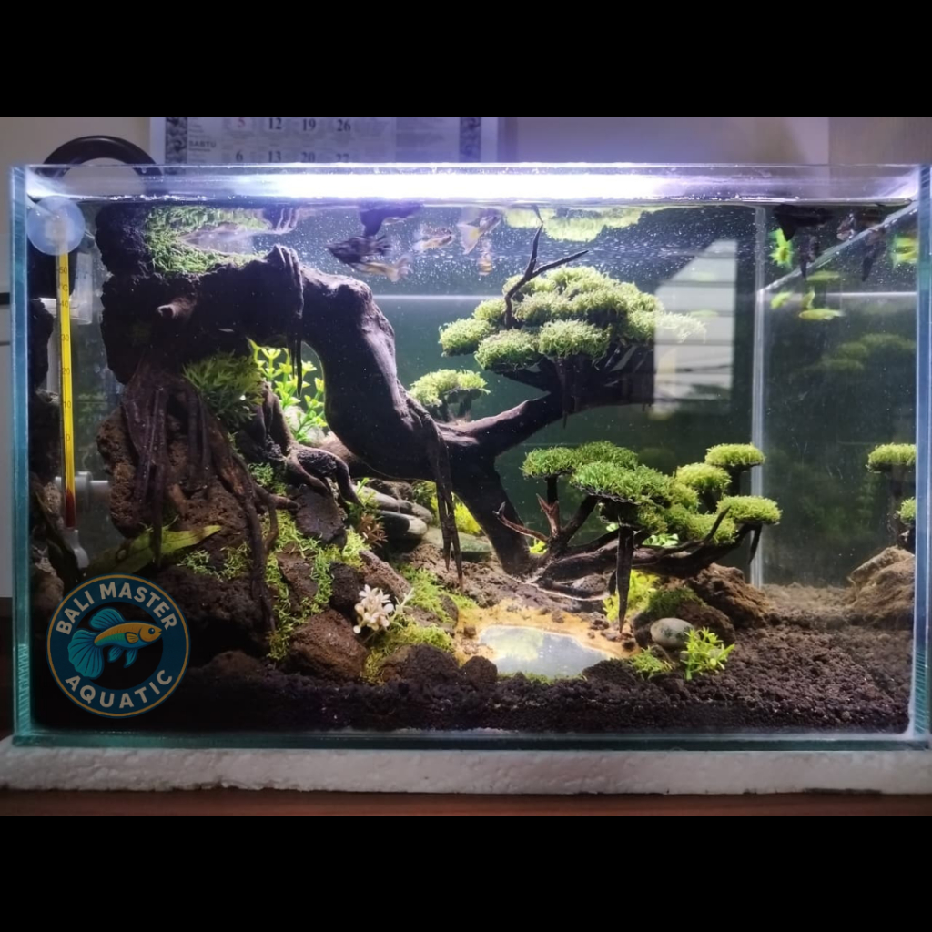 Full Set Aquascape Tema Beringin + Danau