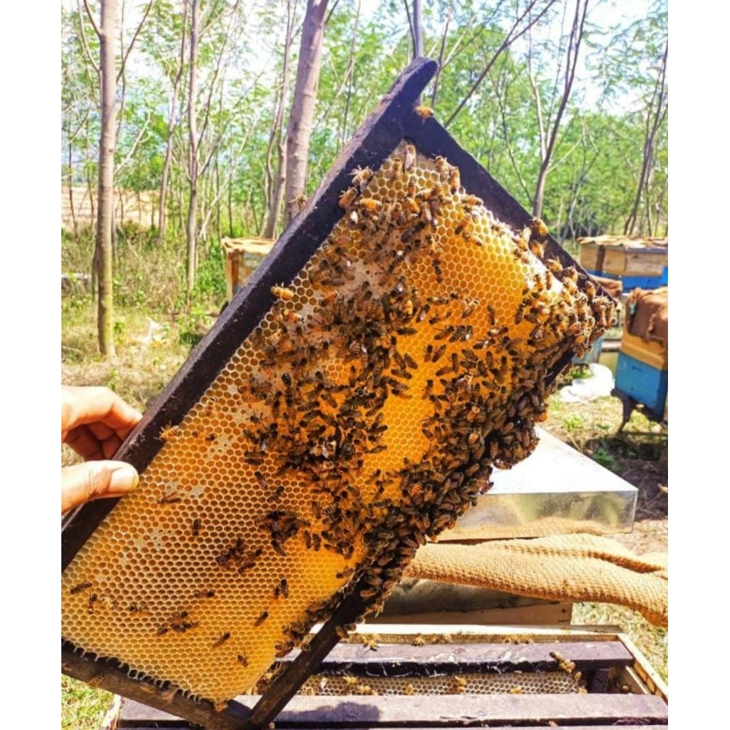 MADU SARANG 500 GRAM, 250 GRAM, 100 GRAM -Madu al-alamiy