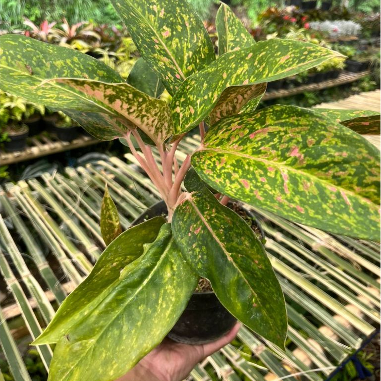 Tanaman Hias Aglonema Bigroy Tanaman Hidup Daun Merah Hijau Cantik