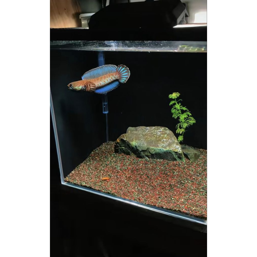 stiker channa andrao grede a++ size 6-7cm