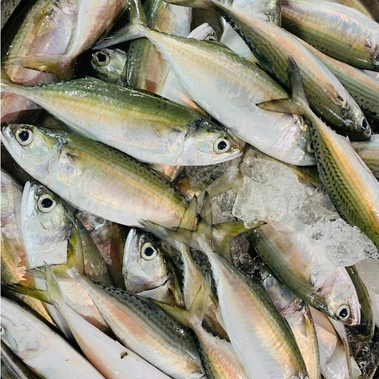 Ikan Kembung 1Kg Ikan Kembung Segar Ikan Kembung Banjar