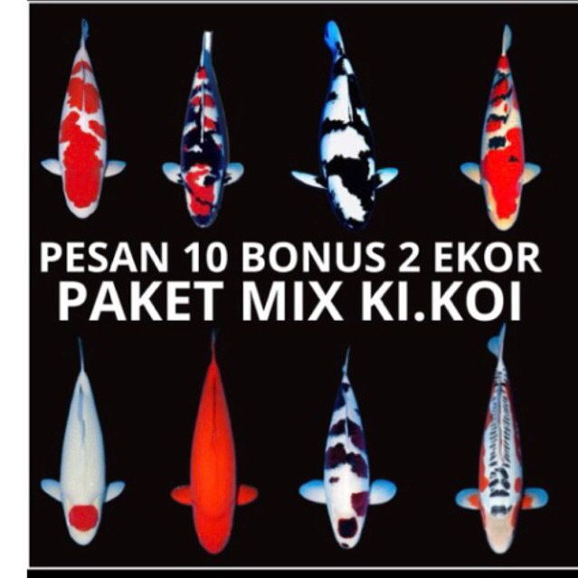 hiasan aqurium hi utsuri grade a