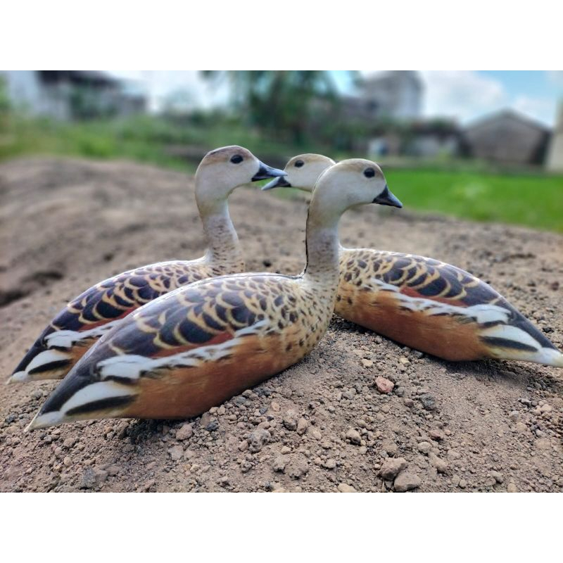 PATUNG JONTROT BELIBIS KEMBANG MIRIP ASLI - JONTROT BURUNG BELIBIS KEMBANG - DECOY BURUNG BELIBIS