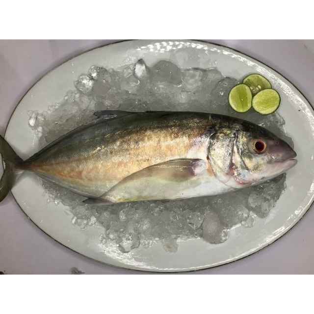 Ikan Kuwe Segar / Ikan Kuwe 1Kg / Ikan Kuwe Lilin / Ikan Kue / Seafood / Ikan Laut / Ikan Segar / Ik