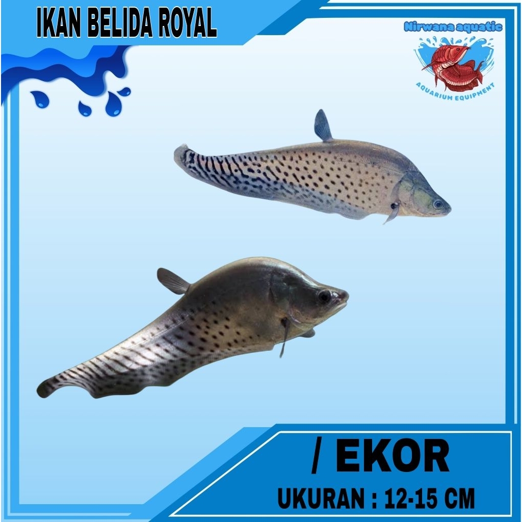 (INSTAN) IKAN BELIDA ROYAL - UKURAN 11-15 CM