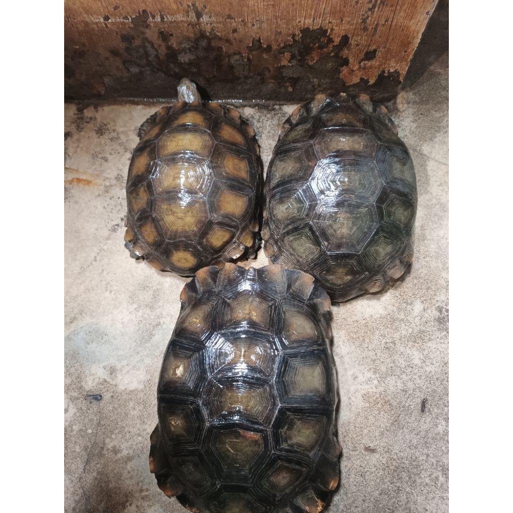 Hiasa Kura Kaki Gajah