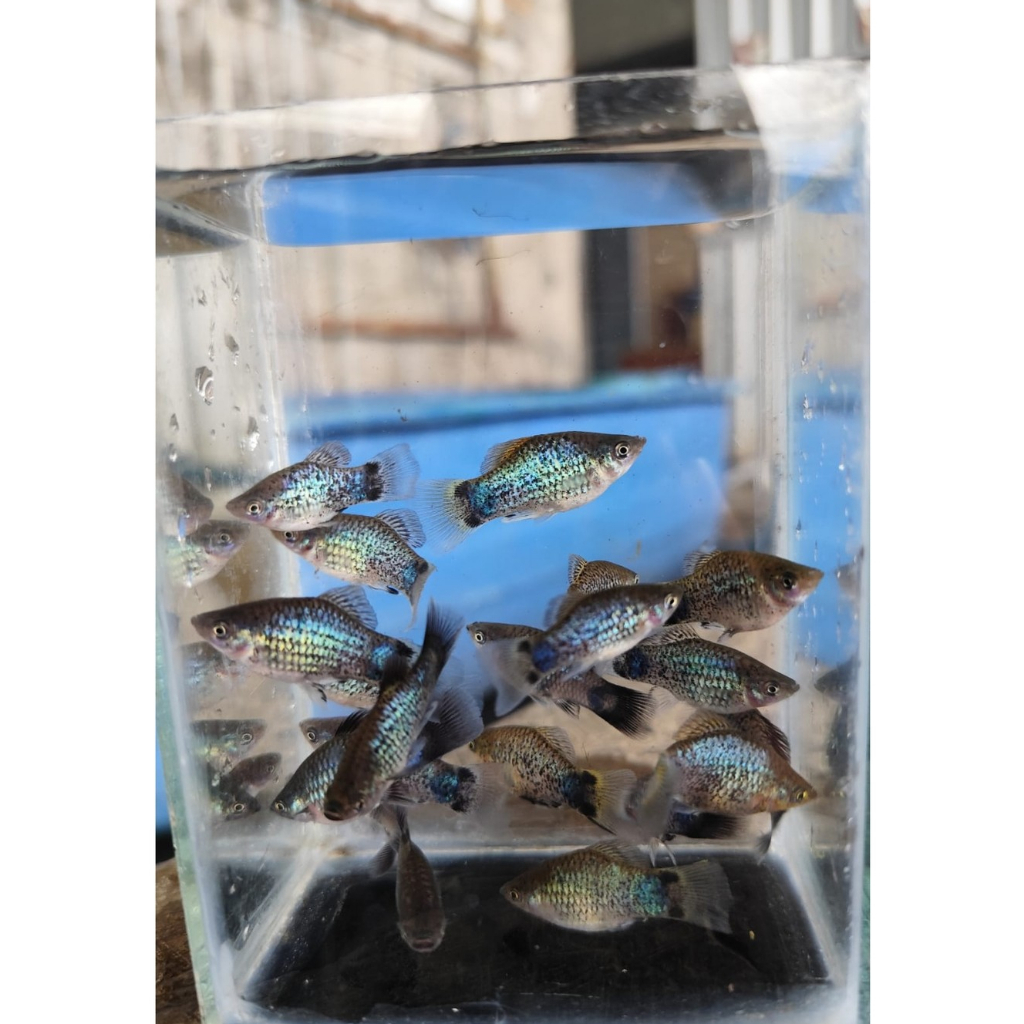 paket 1 isi 5 hiasan akuarium platy blue/platy neon biru/platy biru/blue platy cantik murah