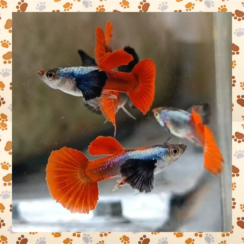 E67OPN Ikan Guppy PRTDE Platinum Red Tail Dumbo Ear Ikan Hias Hidup Jantan Betina Ikan Gapi Bukan Cu
