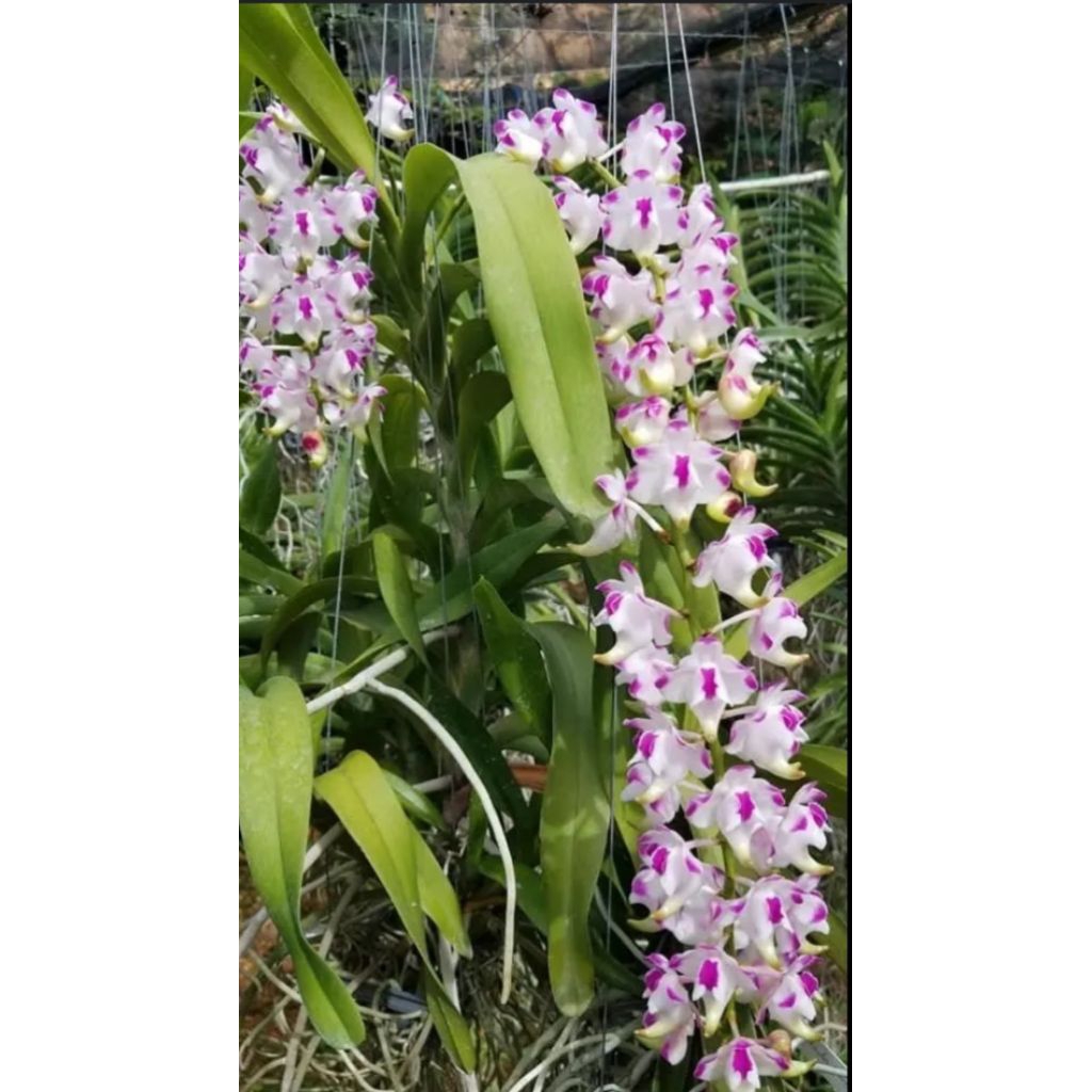 Vanda airides odorata