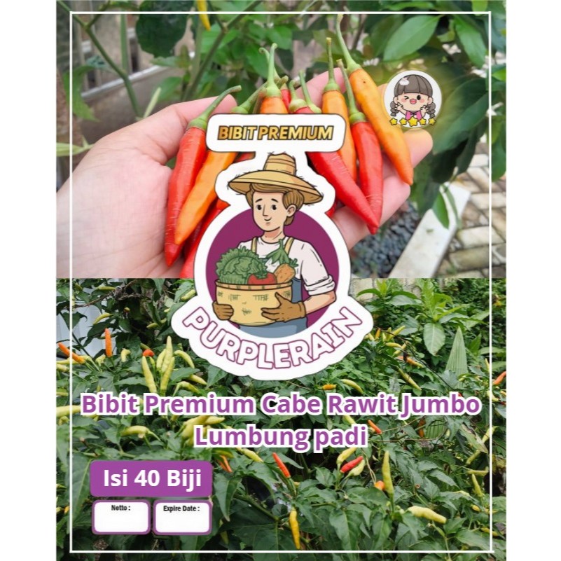 Bibit Premium Cabe Rawit Jumbo Lumbung Padi | Cabai Rawit Jumbo | Cabai Rawit