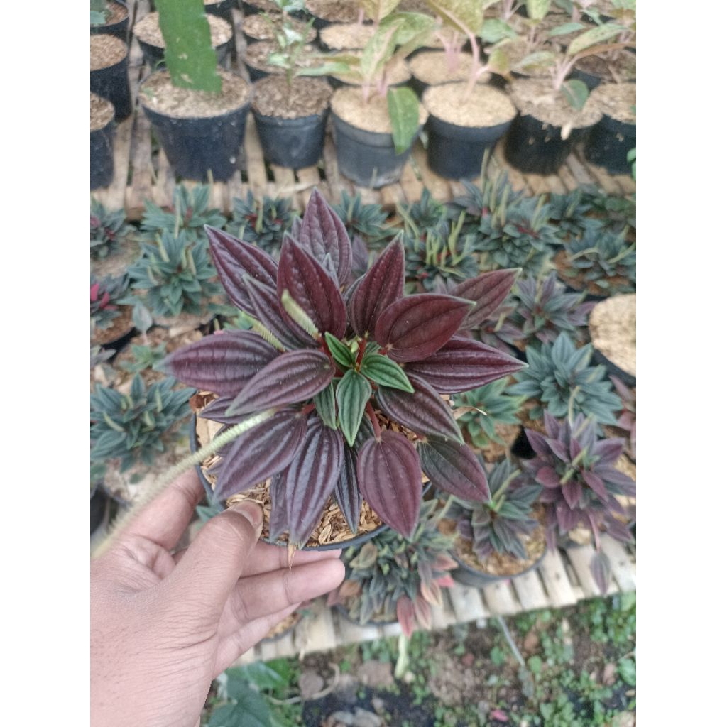 Tanaman Hias Hidup Peperomia Roso